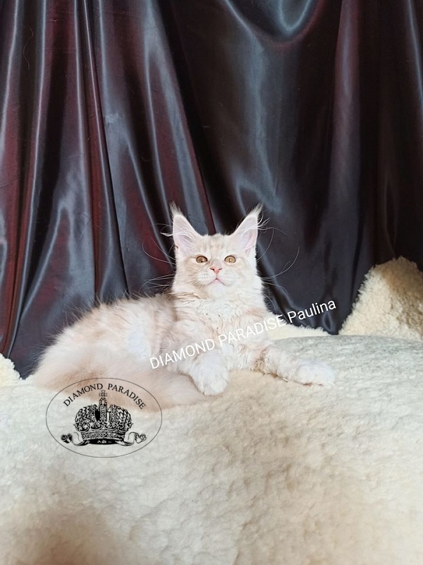 Diamond Paradise Рaulina - maine-coon