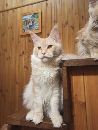 Diamond Paradise Paula - Junior maine-coon 8 months 1 week