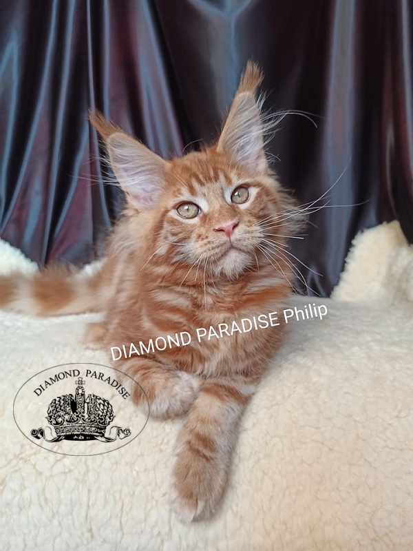 Diamond Paradise Рhilip - maine-coon