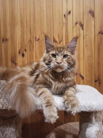 Diamond Paradise Рhilip - Junior maine-coon 7.5 months