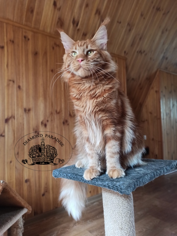 Diamond Paradise Рhilip - Junior maine-coon 8 months 1.5 week