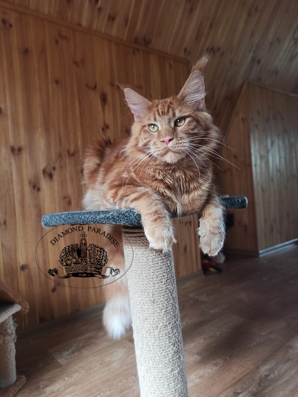 Diamond Paradise Рhilip - Junior maine-coon 8 months 1.5 week