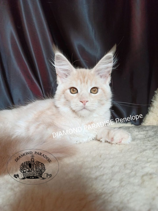 Diamond Paradise Рenelope - maine-coon