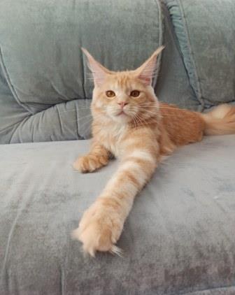 Diamond Paradise Рenelope - Junior maine-coon 7.5 months