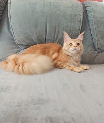 Diamond Paradise Рenelope - Junior maine-coon 7.5 months