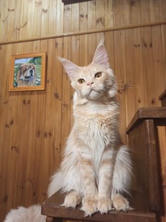 Diamond Paradise Рenelope - Junior maine-coon 8 months 1 week