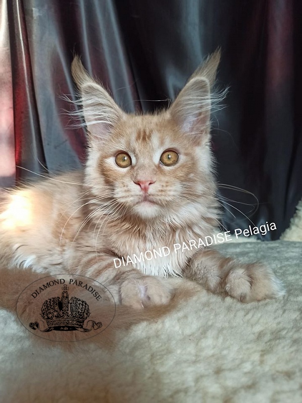 Diamond Paradise Рelagia - maine-coon