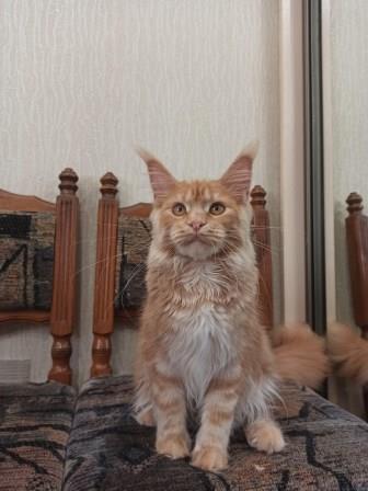Diamond Paradise Рelagia - Kitten maine-coon 6 months