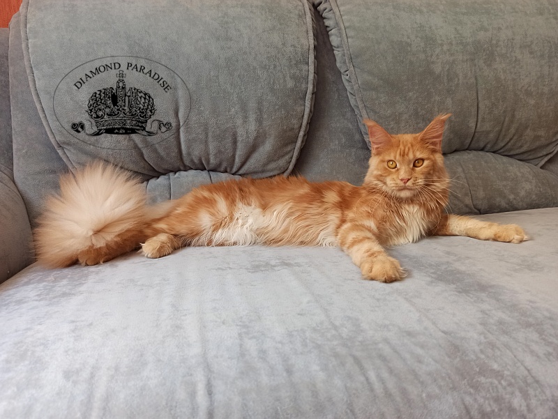 Diamond Paradise Рelagia - Junior maine-coon 8 months 1.5 week