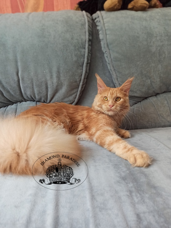 Diamond Paradise Рelagia - Junior maine-coon 8 months 1.5 week