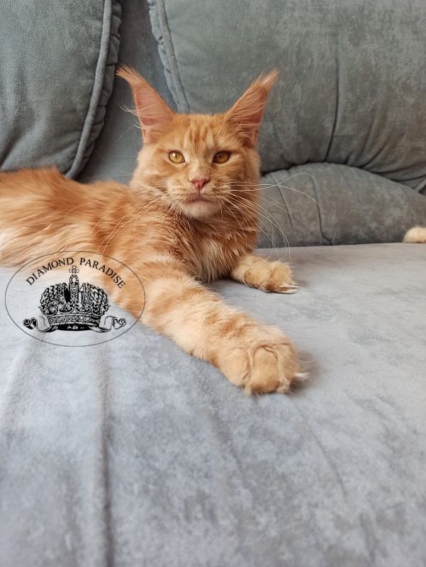 Diamond Paradise Рelagia - Junior maine-coon 8 months 1.5 week