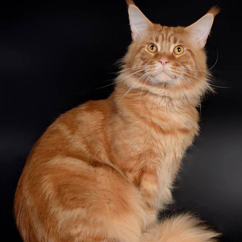 Velvet Constellation Peter Faberge - maine-coon