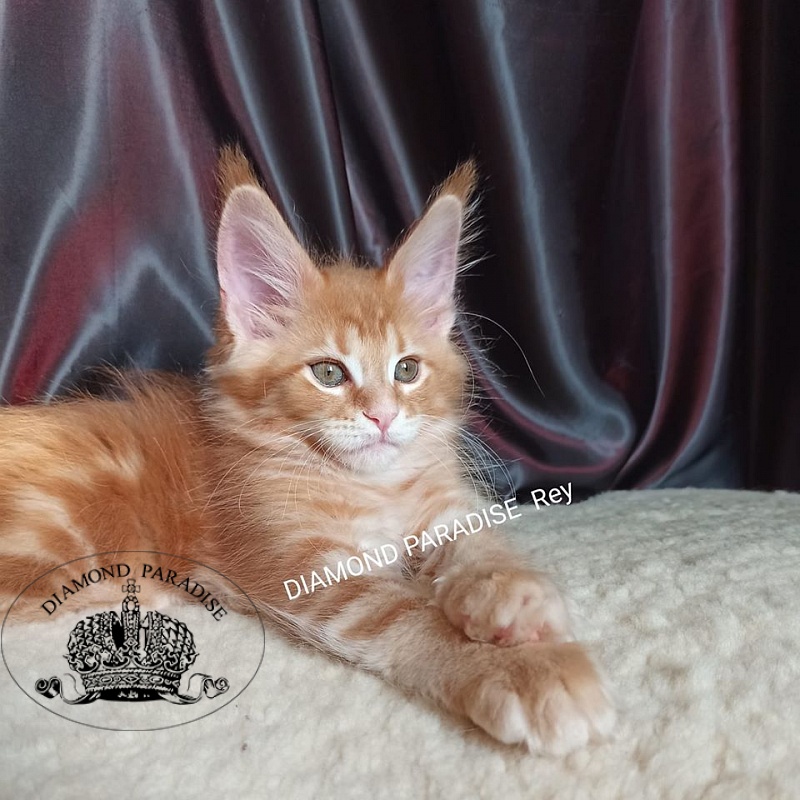 Diamond Paradise Rey - maine-coon