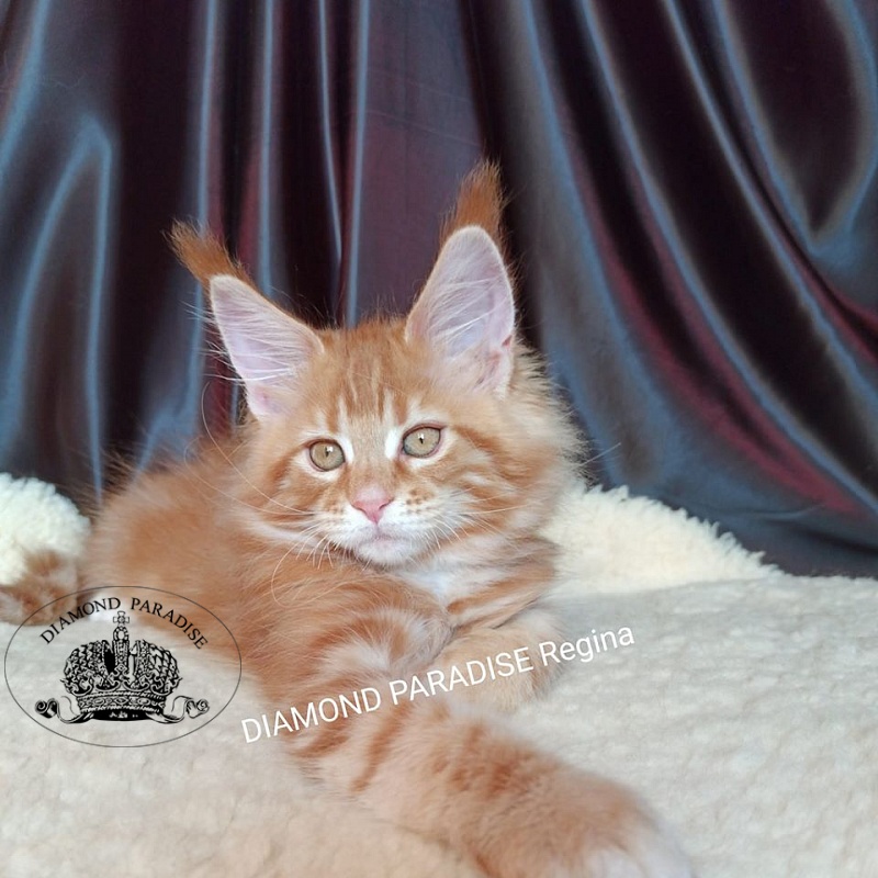 Diamond Paradise Regina - maine-coon