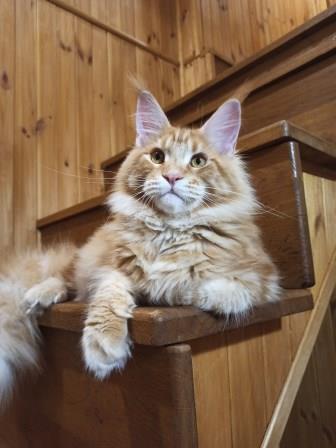 Diamond Paradise Raphael - Kitten maine-coon 5 months 4 weeks