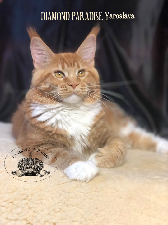 Diamond Paradise Yaroslava - maine-coon