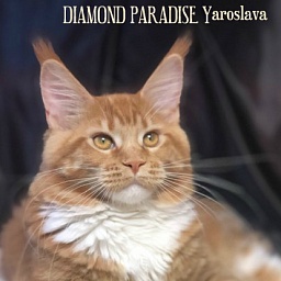 Diamond Paradise Yaroslava
