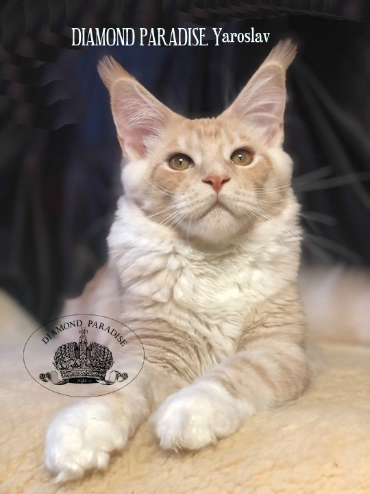 Diamond Paradise Yaroslav - maine-coon