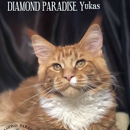 Diamond Paradise Yukas
