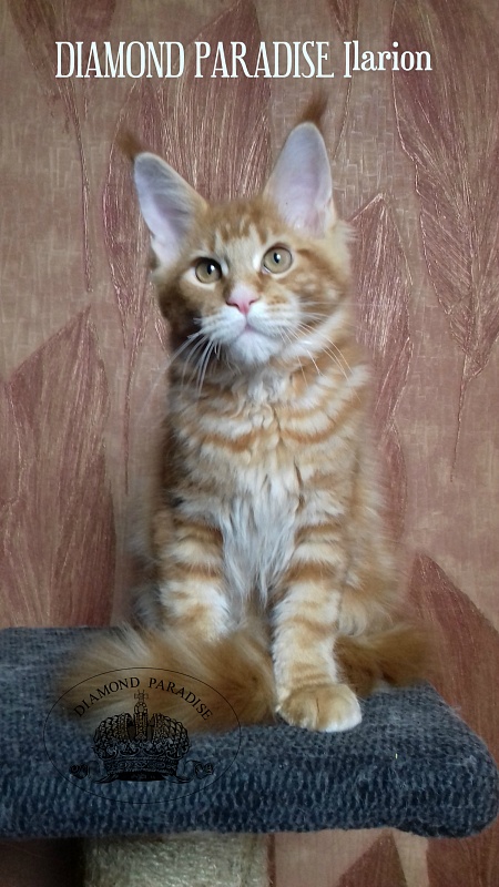Diamond Paradise Ilarion - maine-coon