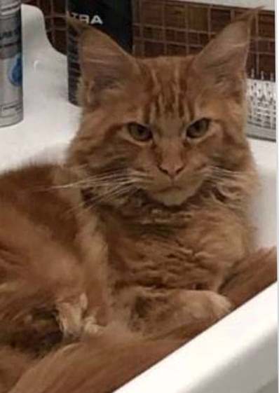Diamond Paradise Imperator - maine-coon