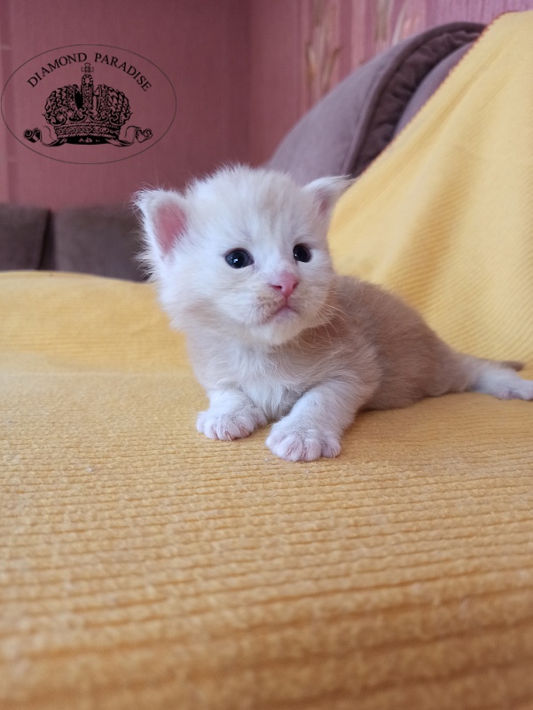 Diamond Paradise North - Кошеня мейн-кун 2,5 тижні