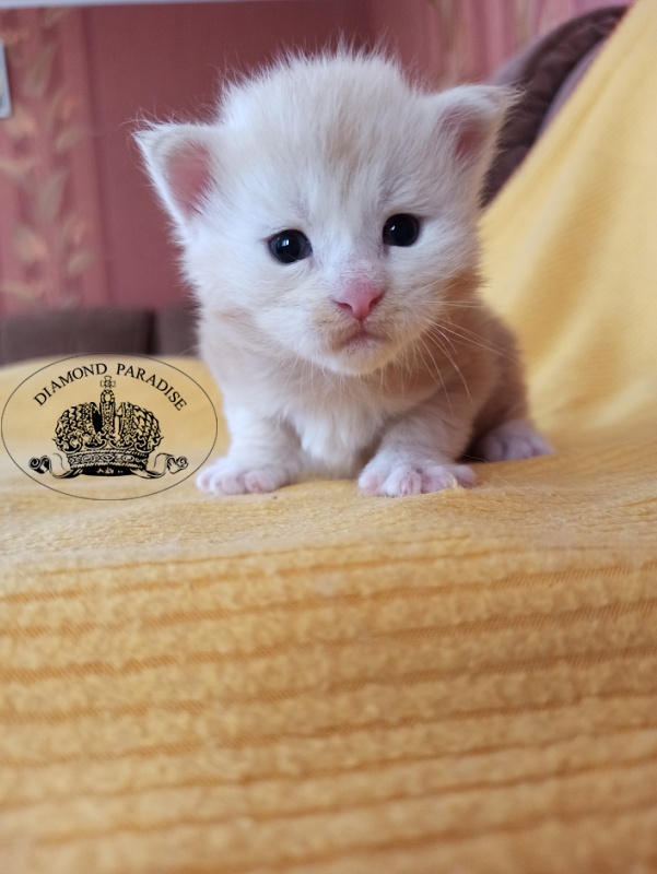 Diamond Paradise North - Кошеня мейн-кун 2,5 тижні