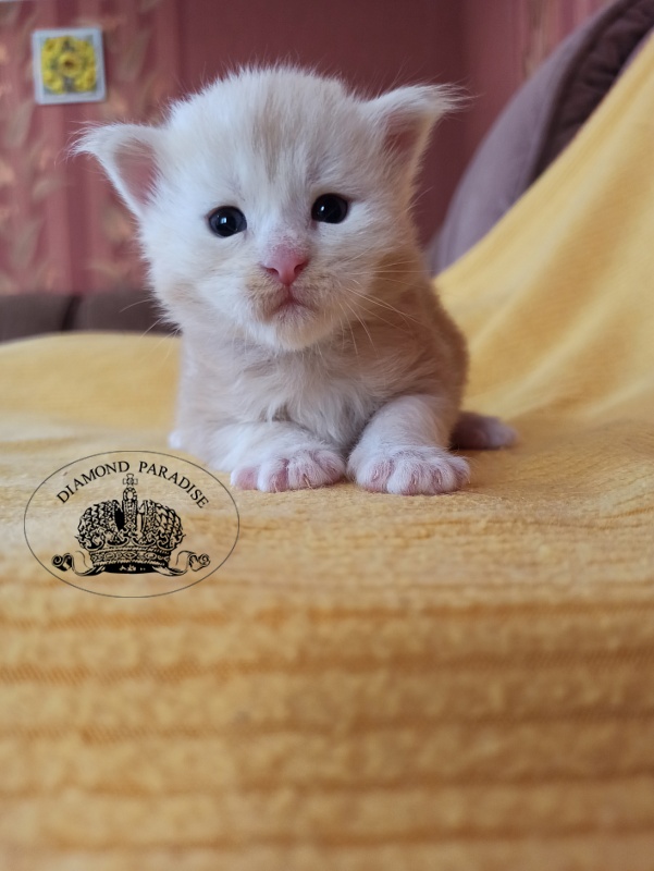 Diamond Paradise North - Кошеня мейн-кун 2,5 тижні
