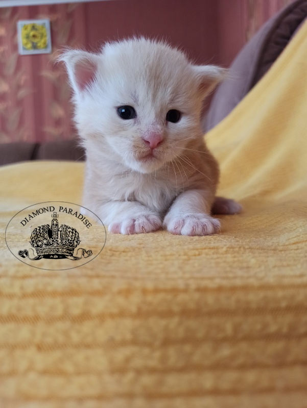 Diamond Paradise North - Кошеня мейн-кун 2,5 тижні