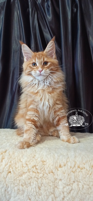 Diamond Paradise Naomi Campbell - Kitten maine-coon 3 months 2 weeks