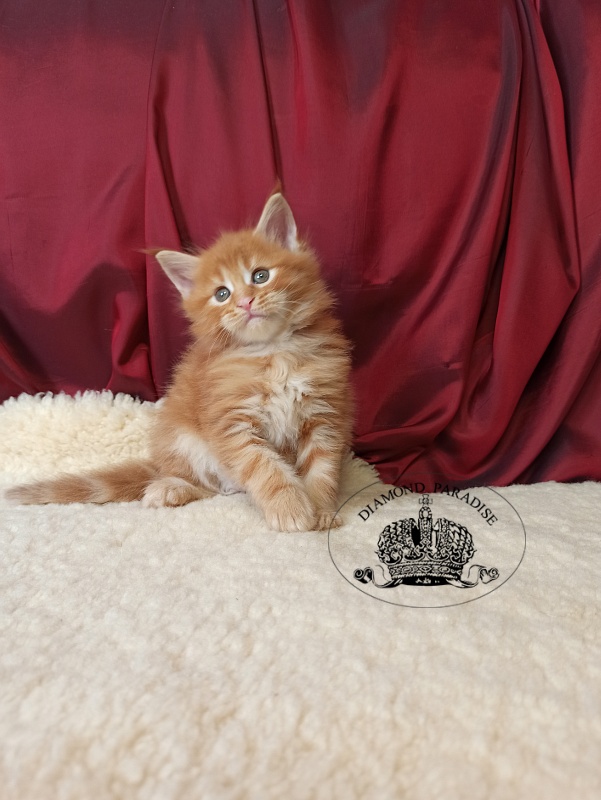 Diamond Paradise Naomi Campbell - Kitten maine-coon 1 month 0.5 weeks
