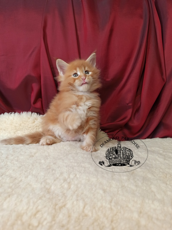 Diamond Paradise Naomi Campbell - Kitten maine-coon 1 month 0.5 weeks