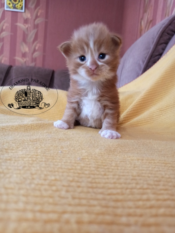 Diamond Paradise Narcissus - Kitten maine-coon 2.5 weeks