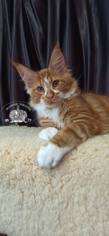 Diamond Paradise Narcissus - Kitten maine-coon 3 months 2 weeks
