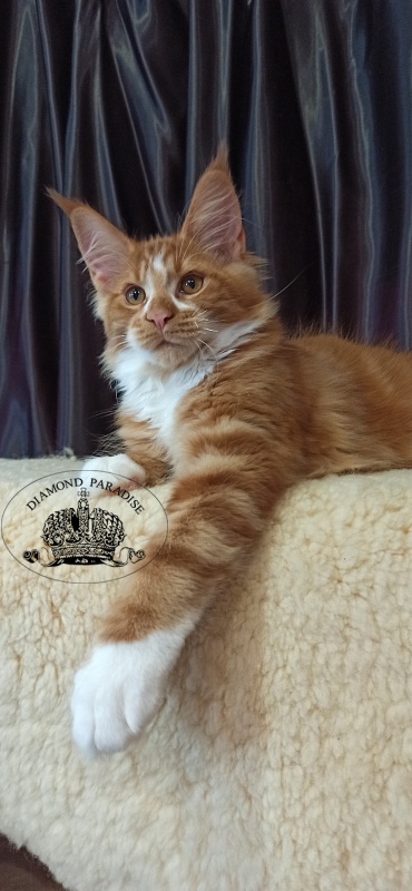 Diamond Paradise Narcissus - Kitten maine-coon 3 months 2 weeks