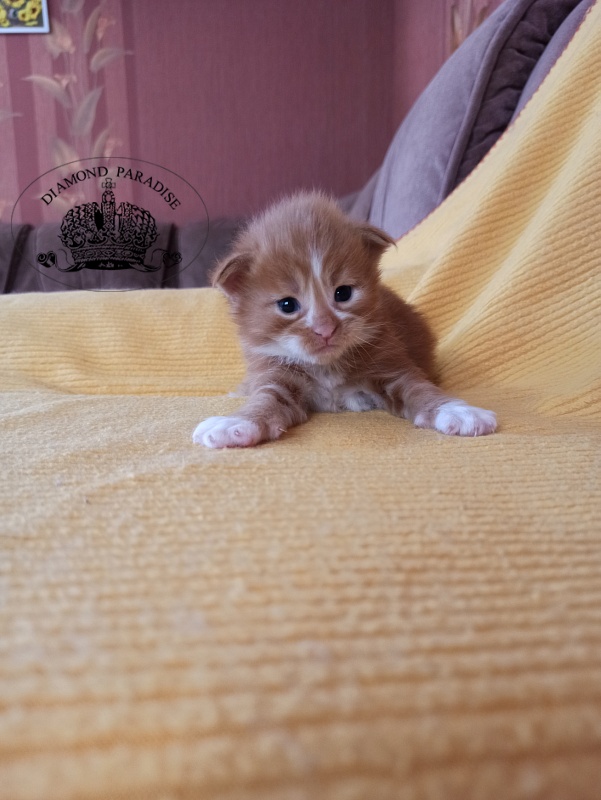Diamond Paradise Narcissus - Kitten maine-coon 2.5 weeks