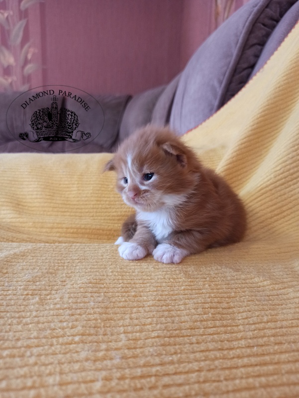 Diamond Paradise Narcissus - Kitten maine-coon 2.5 weeks