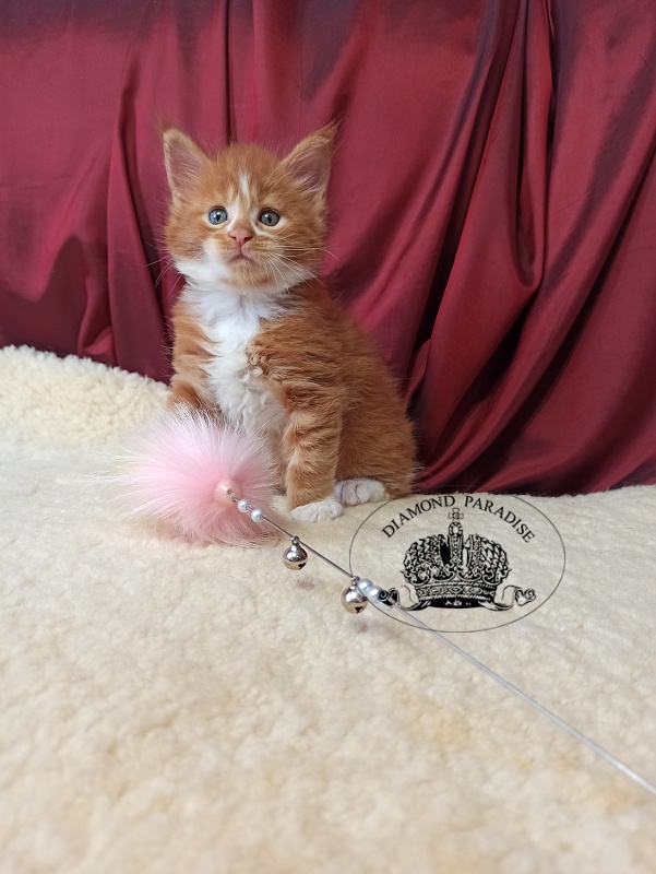 Diamond Paradise Narcissus - Kitten maine-coon 1 month 0.5 weeks