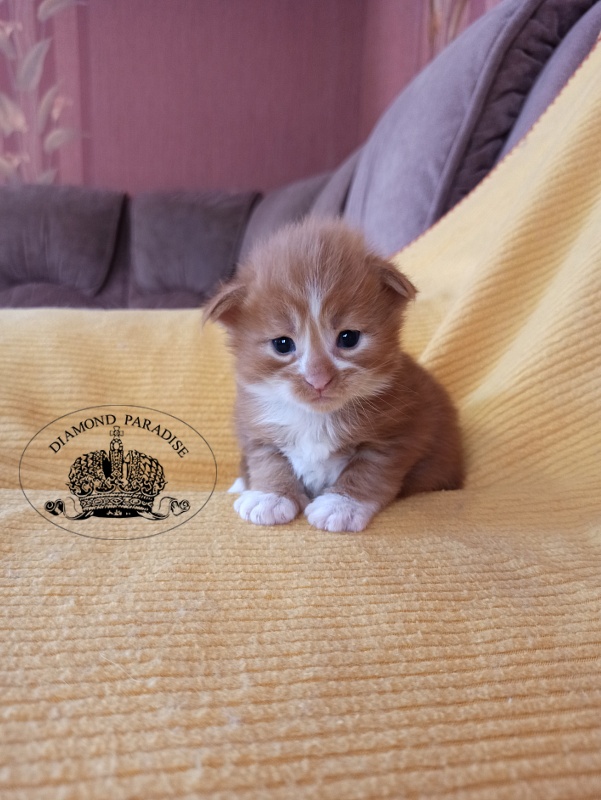Diamond Paradise Narcissus - Kitten maine-coon 2.5 weeks