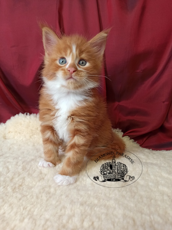 Diamond Paradise Narcissus - Kitten maine-coon 1 month 0.5 weeks
