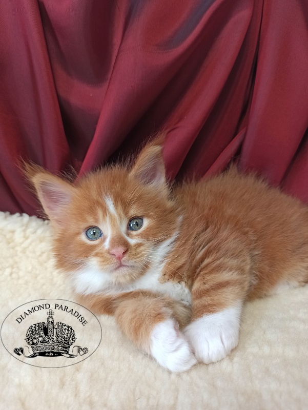 Diamond Paradise Narcissus - Kitten maine-coon 1 month 0.5 weeks