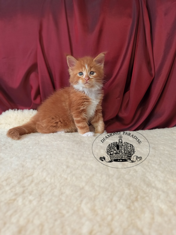 Diamond Paradise Narcissus - Kitten maine-coon 1 month 0.5 weeks