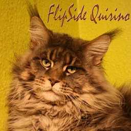 FlipSide Quirino