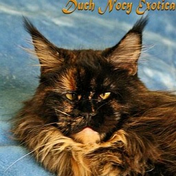 Duch Nocy Exotica