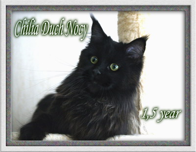 Chilia Duch Nocy - maine-coon 09/12/2008