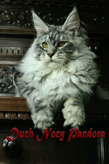 Duch Nocy Pandora - мейн-кун 06.02.2013