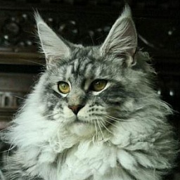 Duch Nocy Pandora
