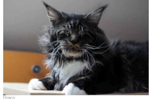 Amibial Draco - maine-coon 12/10/2014