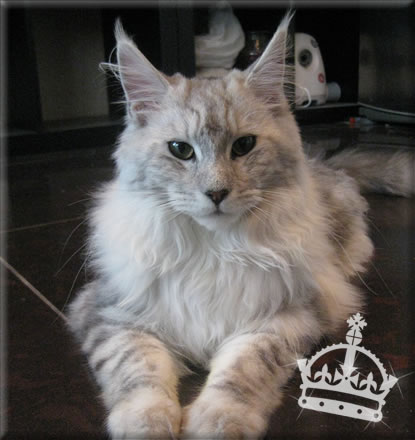 Alwaro Princess of Sun - мейн-кун