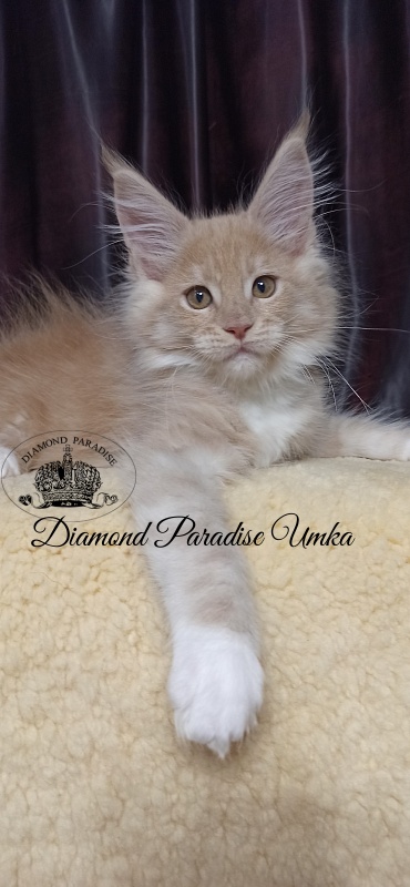 Diamond Paradise Umka - Kitten maine-coon 2.5 months